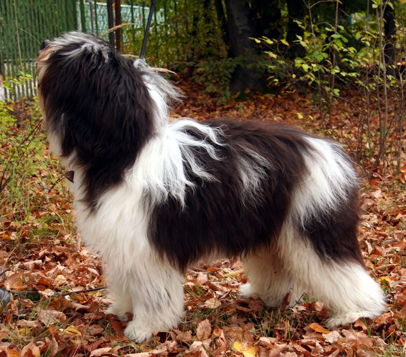 A Polish Lowland Sheepdog standing among autumn leaves.