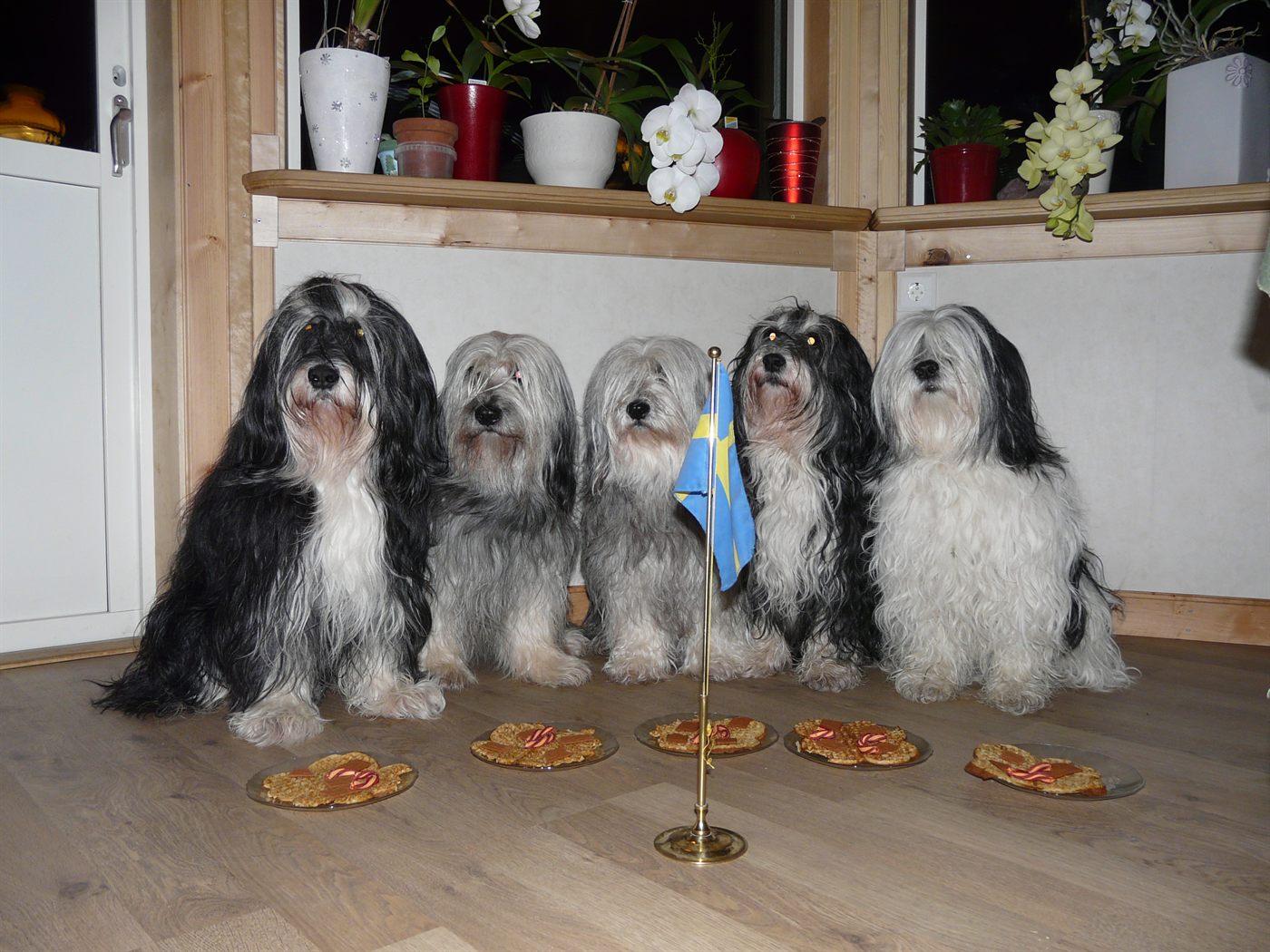 Five Polish Lowland Sheepdogs sitting in a row.